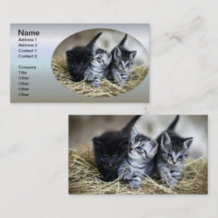 En trio Kittens Nesseled Together Visitkort