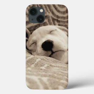 En trött hund