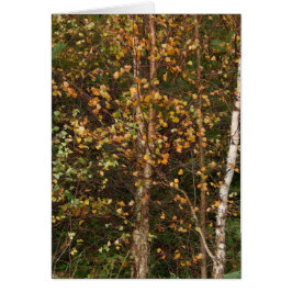 En tumult av färg hälsningskort