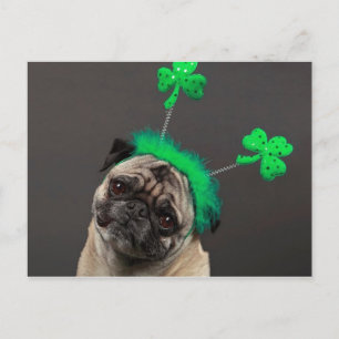 En tursam Pug Vykort