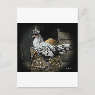 En underbar, exotisk fågel vykort