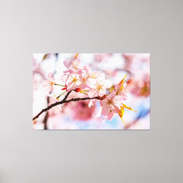 En underbar samling Sakura-blommor på rosa bakgrun Canvastryck (Framsida)
