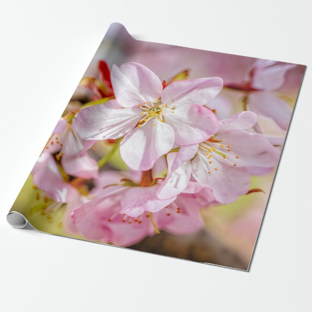 En underlig bunt av Rosa Sakura Flowers Presentpapper (Utrullad)
