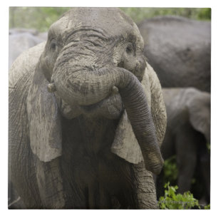 En ung afrikansk elefant (Loxodontaafricanaen) Kakelplatta