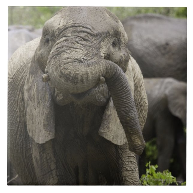 En ung afrikansk elefant (Loxodontaafricanaen) Kakelplatta (Framsidan)