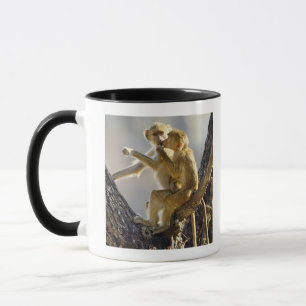 En ung gul baboon (Papiocynocephalusen) Mugg