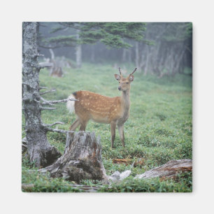 En ung hjort i en skogröjning magnet
