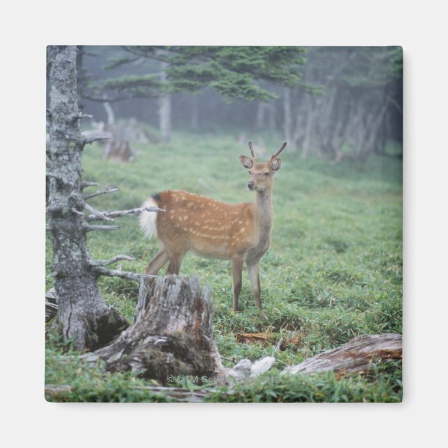 En ung hjort i en skogsröjning magnet (Framsidan)