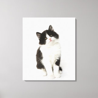 En ung kattunge sitta tittar in i kameran. canvastryck