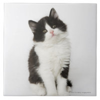 En ung kattungesitta tittar in i kameran