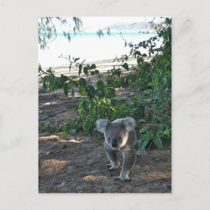 En ung koala går på stranden vykort