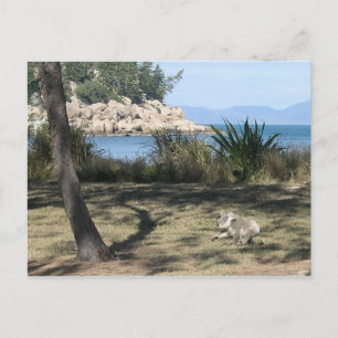 En ung koala på stranden vykort