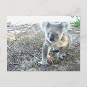 En ung koala som går på stranden vykort