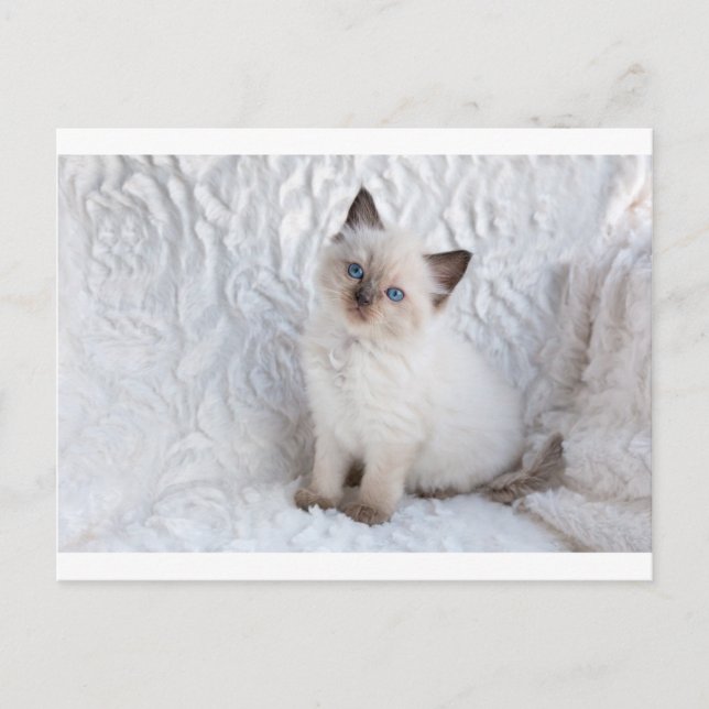 En ung pagdoll katt sitta på päls i stolen vykort (Framsida)