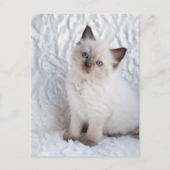 En ung pagdoll katt sitta på päls i stolen vykort (Framsida)