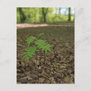 En ung sapling Rowan träd börjar livet i en Vykort