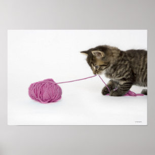 En ung tabbe som kattunge leker poster