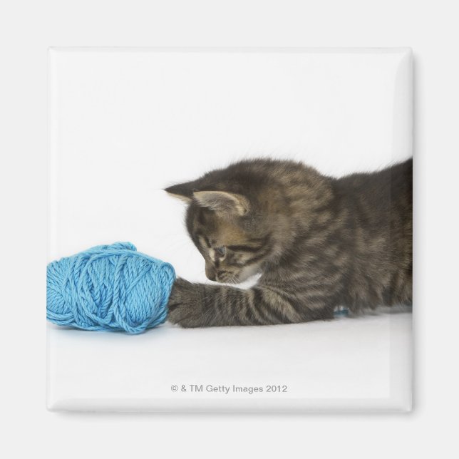En ung Tabby-kattunge leker med ull. Magnet (Framsidan)