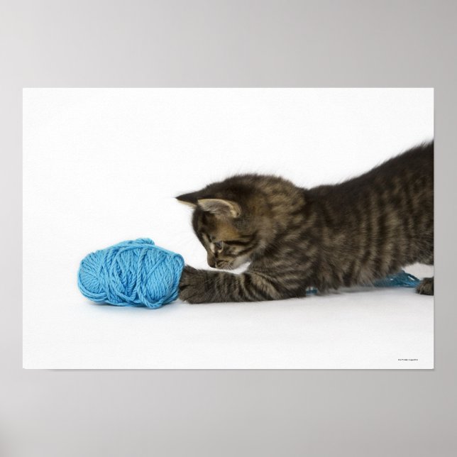 En ung Tabby-kitten leker med ull Poster (Framsidan)