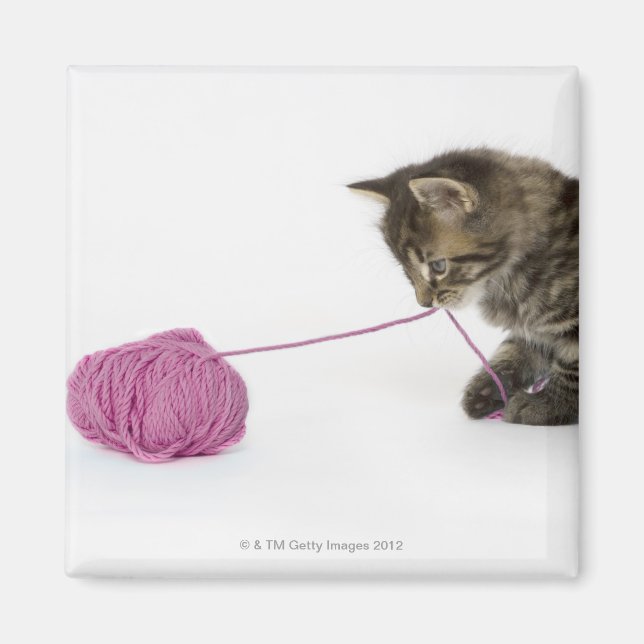 En ung tabby som leker med en boll av magnet (Framsidan)