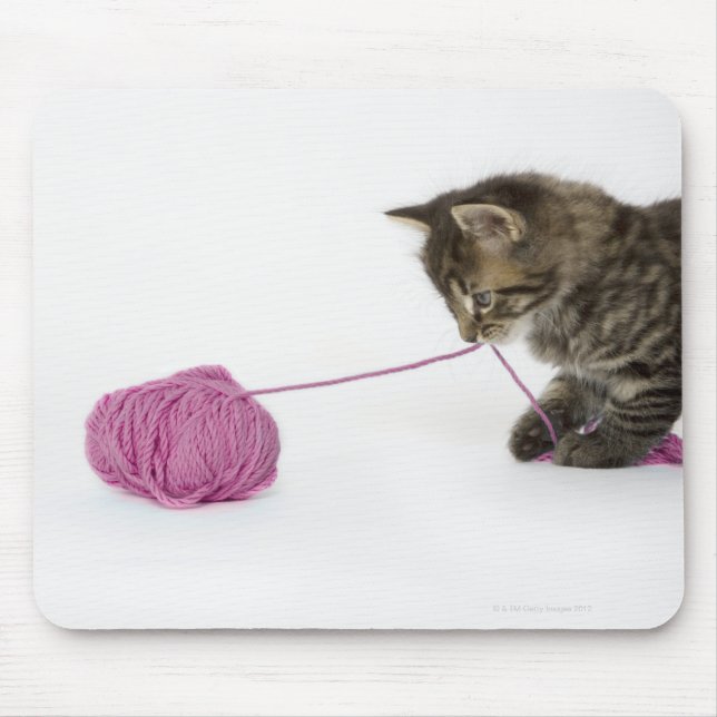 En ung tabby som leker med en boll av musmatta (Framsidan)