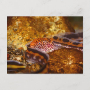 En ung Varg EEL Vykort