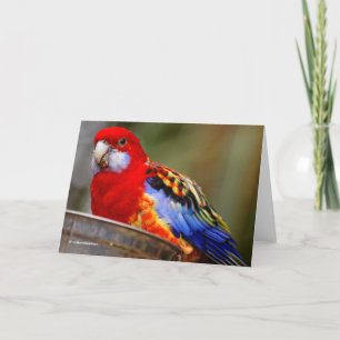 En uppnosiga och färgrika östliga Rosella Helgkort
