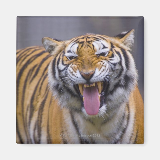En uppväxttiger, Taiwan, Taipei, Taipei Zoo Magnet (Framsidan)