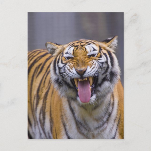 En uppväxttiger, Taiwan, Taipei, Taipei Zoo Vykort (Framsida)