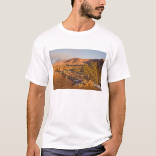 En Utah-en (Juniperus osteosperma) i 2 Tröja