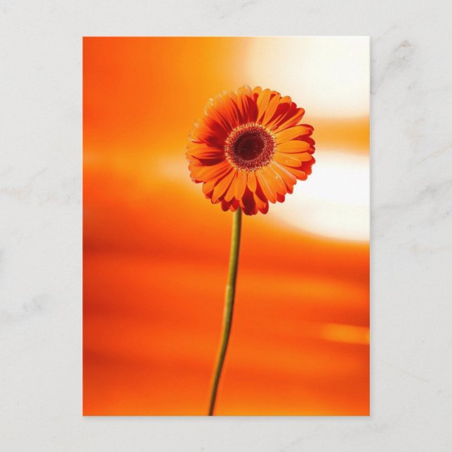 En vacker blomma på sommaren vykort (Framsida)