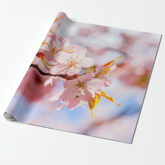 En vacker bunch av Sakura Flowers på Rosa Presentpapper (Utrullad)