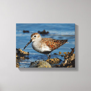 En vacker Dunlin Goes Solo Canvastryck