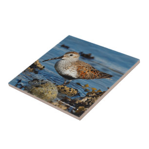 En vacker Dunlin Goes Solo Kakelplatta