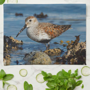 En vacker Dunlin Goes Solo Kökshandduk