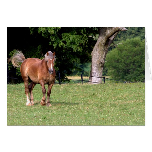 En vacker häst hälsningskort (Framsidan Horizontal)