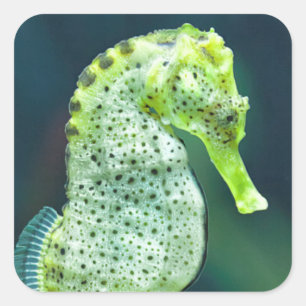 En vacker Knysna Seahorse Fyrkantigt Klistermärke
