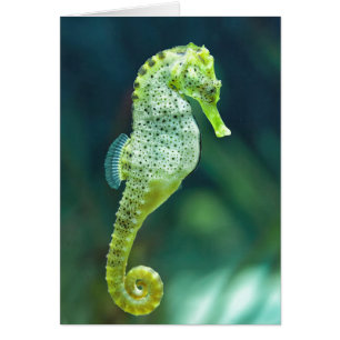 En vacker Knysna Seahorse Hälsningskort