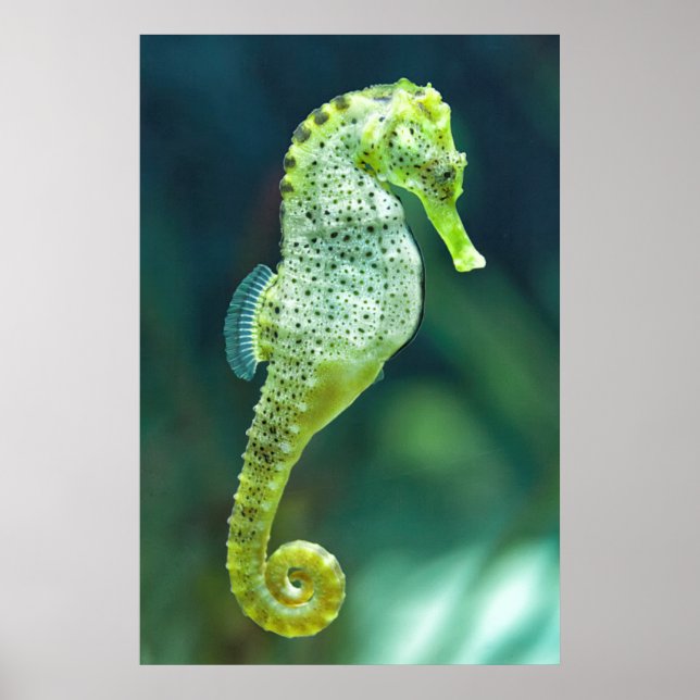 En vacker Knysna Seahorse Poster (Framsidan)