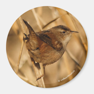 En vacker Marsh Wren i Marsh? Magnet