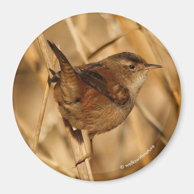 En vacker Marsh Wren i Marsh? Magnet (Framsidan)