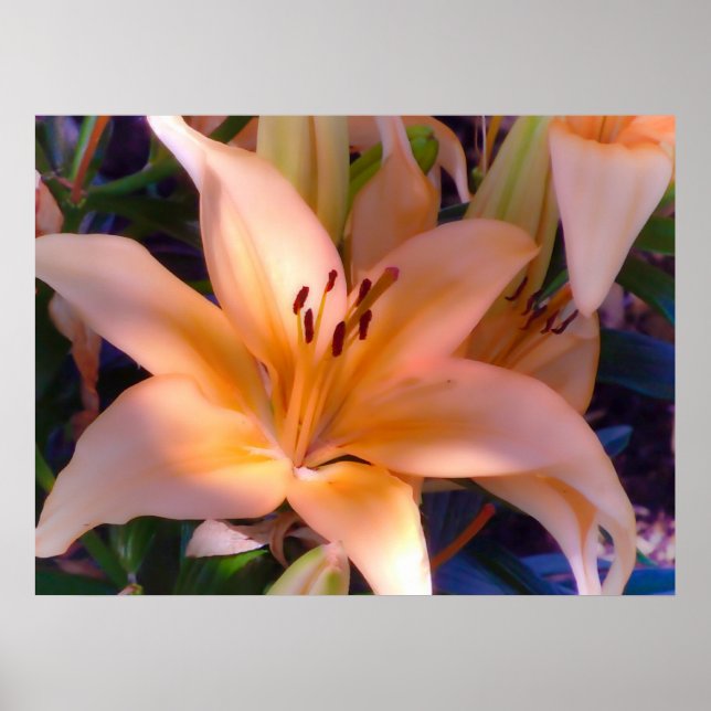 En vacker Orange Lily Poster (Framsidan)
