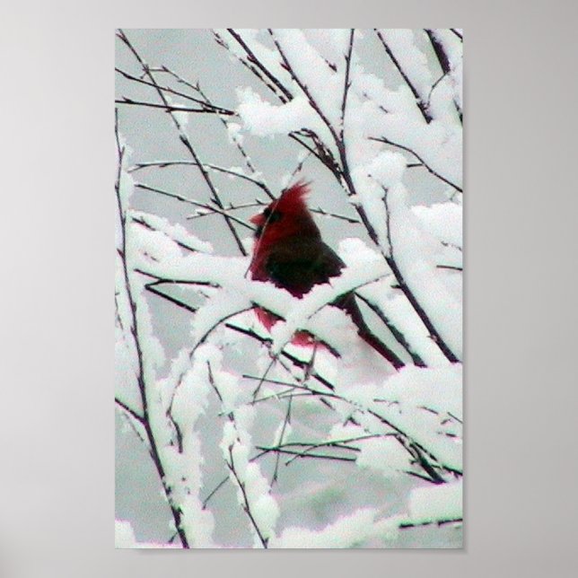 En vacker röd kardinal i buskarna täckte med poster (Framsidan)