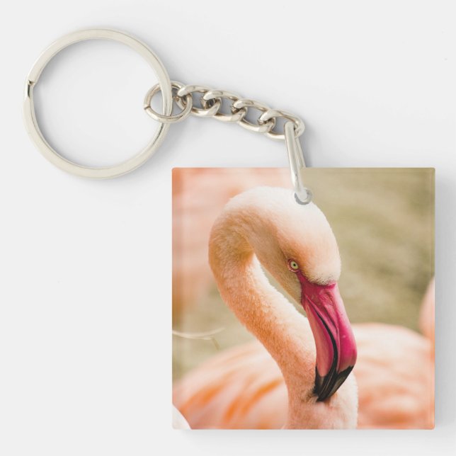 En vacker Rosa Flamingo (Framsidan)