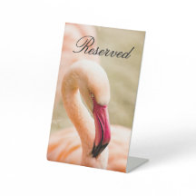 En vacker Rosa Flamingo Reserved