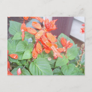 En vacker Salvia-blomma i orangen Vykort