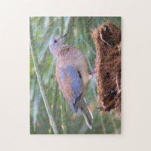 En vacker Senegal Dove på en Träd-stump