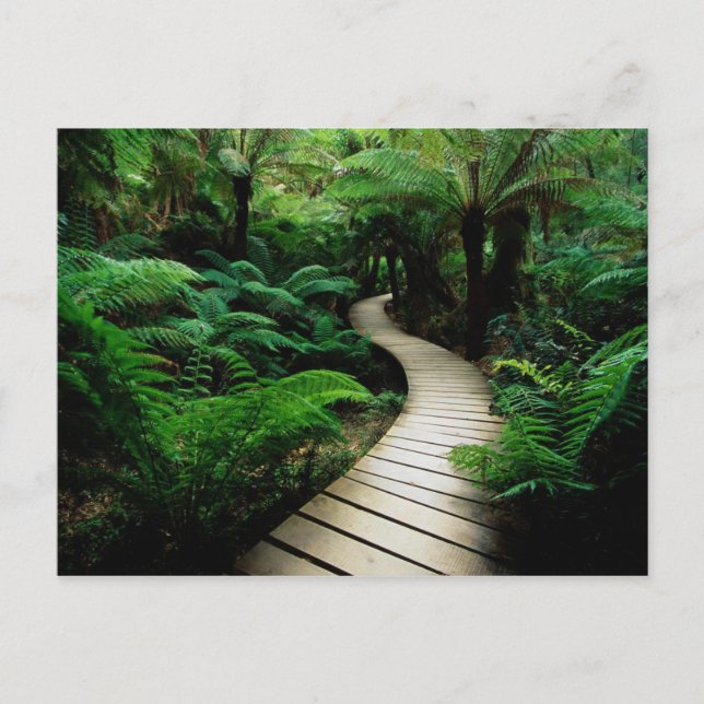 En väg mitten i vildens skog vykort (Framsida)