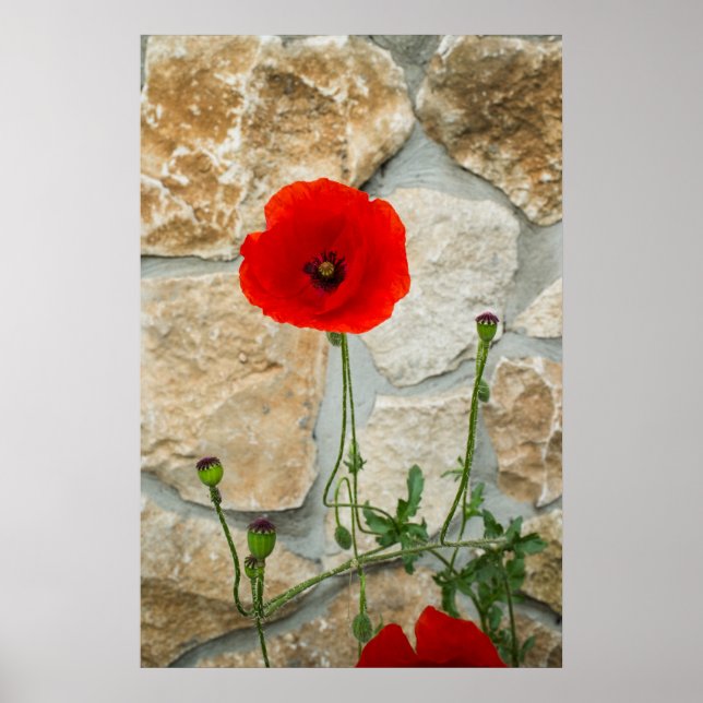 En vallmoblomma och en stenvägg bakom den poster (Framsidan)