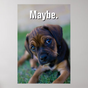 En valp för mopskorBeagle (Puggle) Poster